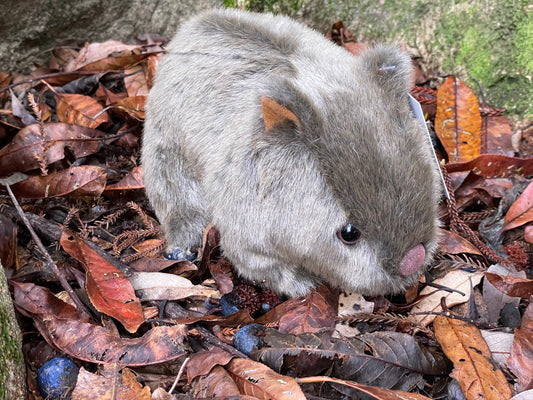 Harry the wombat
