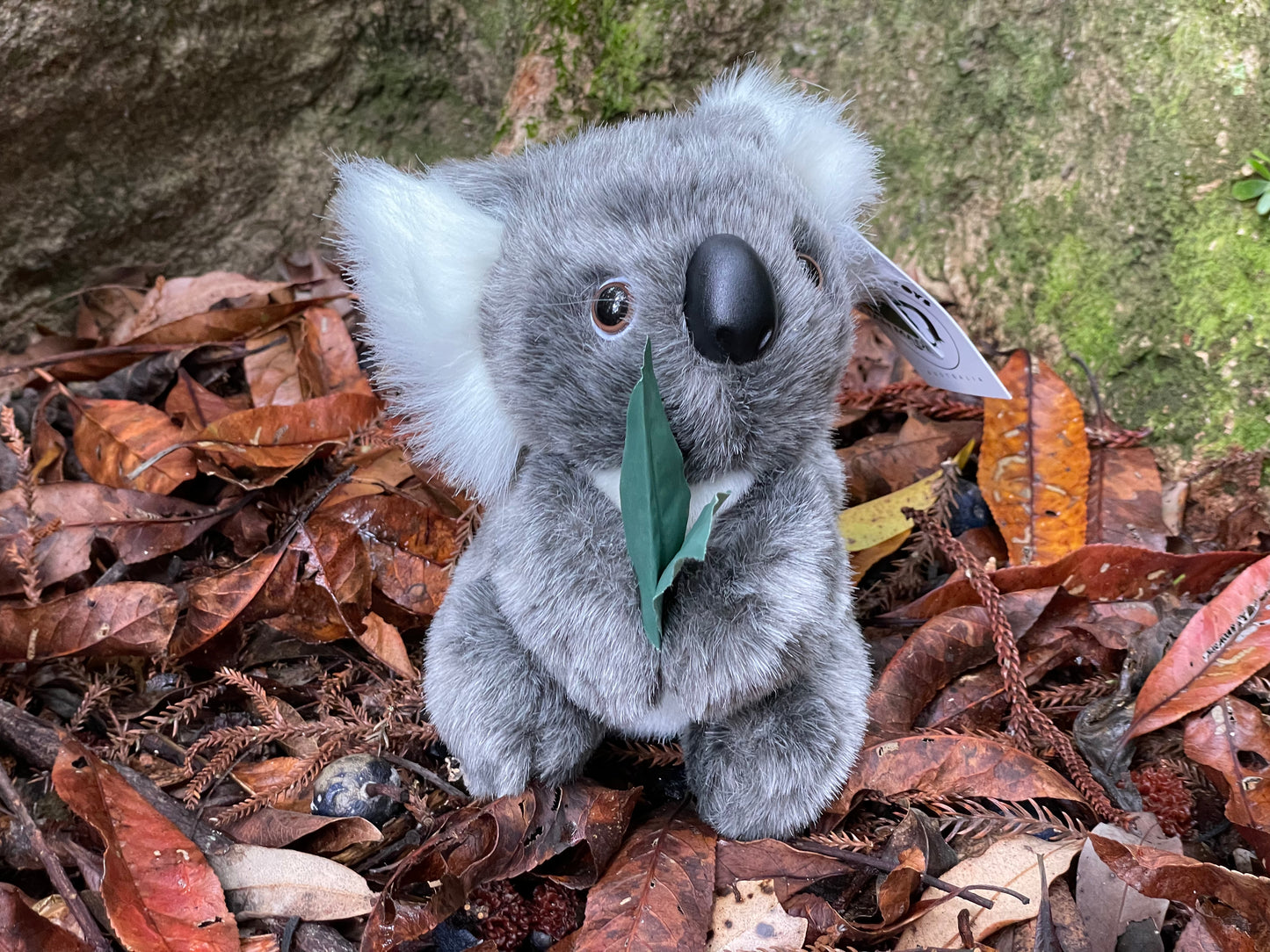 Jackie Koala with gum leaves 7"