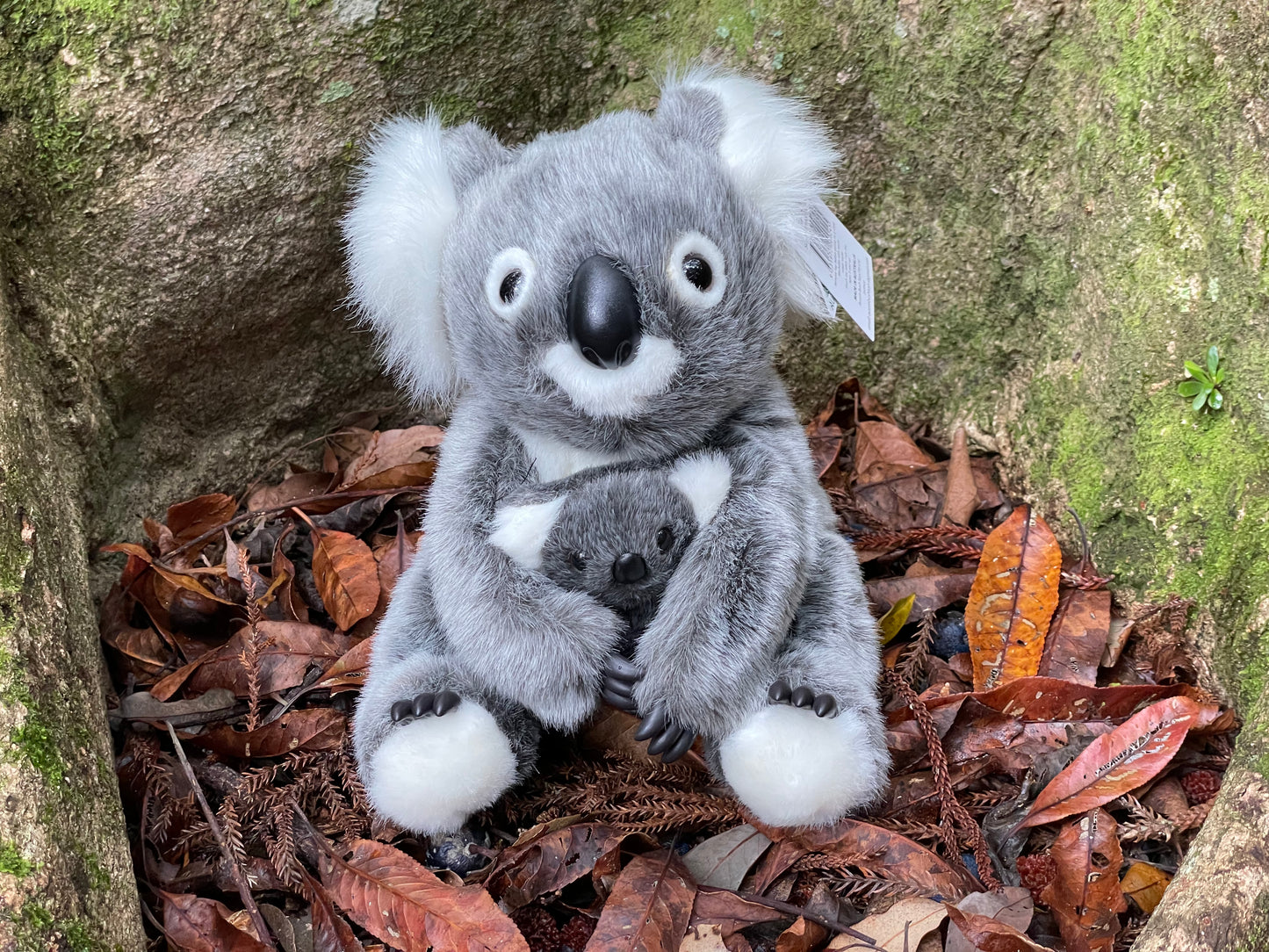 Sue the Koala with joey 10"